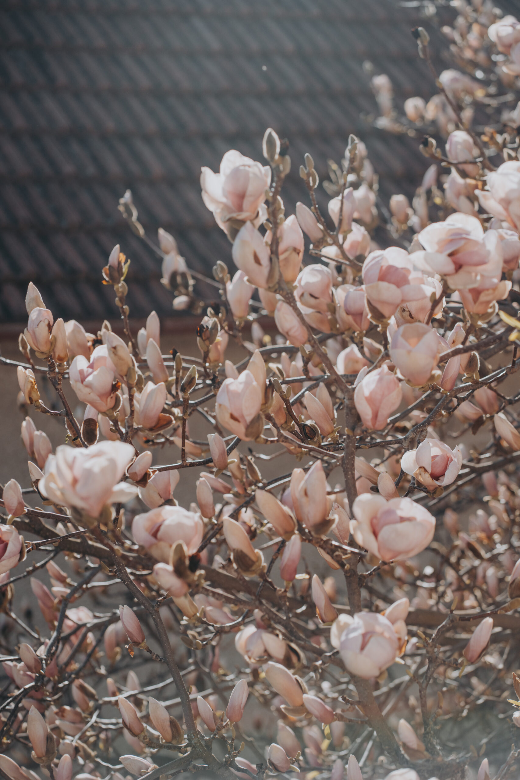 Naše magnolie na jaře